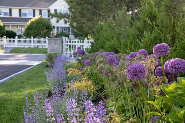 purple flowers leading up to a house